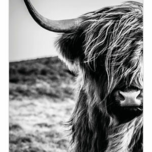 Poster - Schotse Hooglander
