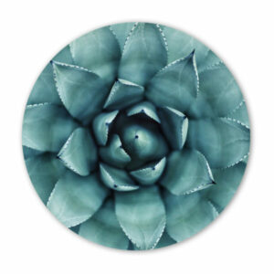 Muurcirkel - Vetplant