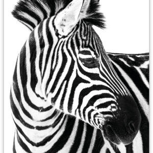 Wild - Zebra