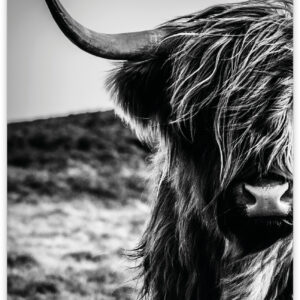 Wild - Schotse Hooglander
