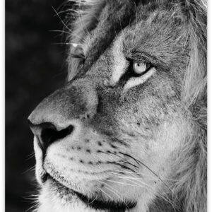 Wild - Leeuw