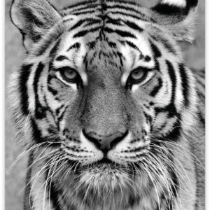 Wild - Tijger