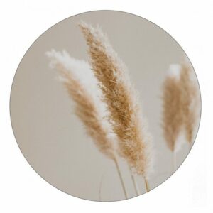 Muurcirkel - Pampas