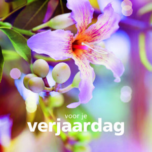 Dream - Verjaardag