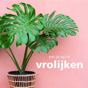 Dream - Om je op te vrolijken