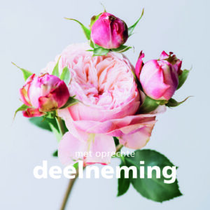 Dream - Oprechte deelneming