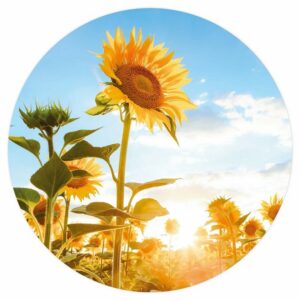 Muurcirkel - Zonnebloem