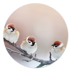 Muurcirkel - Birds