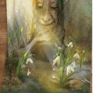 Postkaart - Snowdrops