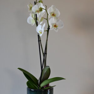 Klassieker - Orchidee