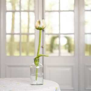 Tulp "Gini"