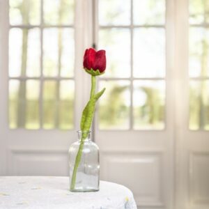 Tulp "Robin"